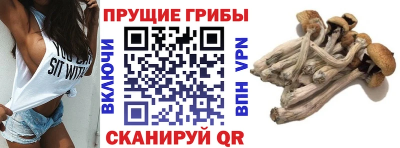кракен   Полярные Зори  Псилоцибиновые грибы Psilocybine cubensis 